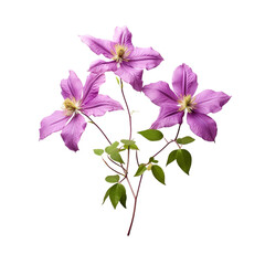Clematis flower isolated on transparent background