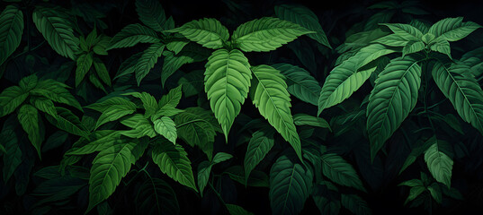 Green leaves on the dark background