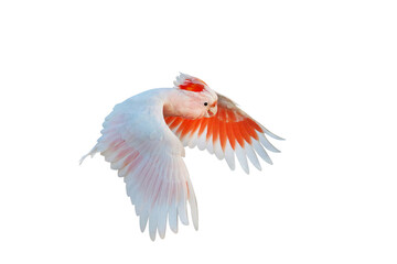 Beautiful flying Major Mitchell's Cockatoo isolated on transparent background png file