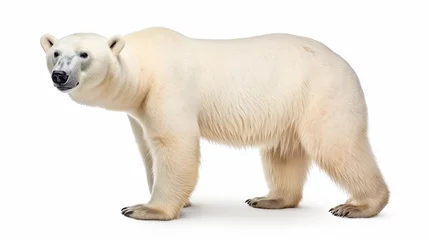 Foto op Canvas Polar bear isolate on white background © somkanokwan