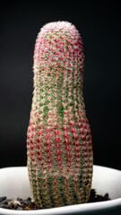 Rainbow cactus, Echinocereus rigidissimus 