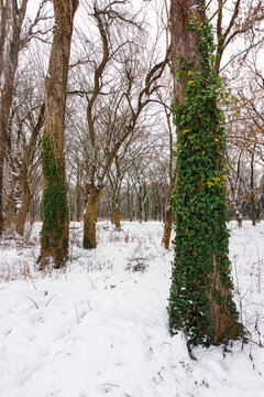 leafless forest on a frosty morning in winter. creeper plant on the trunks. snow on the ground