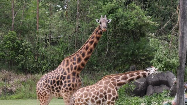 Giraffe comes to get leaves feeding by zookeeper.