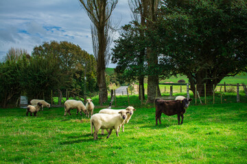Naklejka na ściany i meble Brown calf grazing on a farm meadow near the sheep. Livestock on the farm