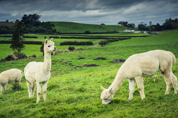 Portrait of cute friendly white alpacas looking in the camera in a green field on a cloudy day....