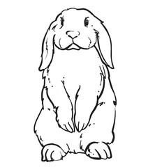 hand drawn bunny rabbit vector illustration