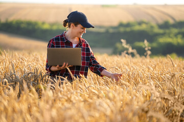 Naklejka na ściany i meble Woman farmer working with laptop on wheat field. Smart farming and digital agriculture