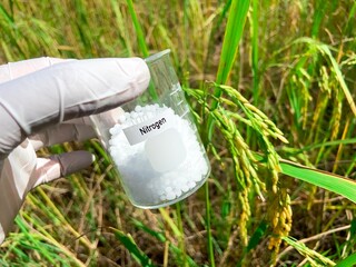 nitrogen fertilizer, Chemical fertilizers and nutrients that plants need