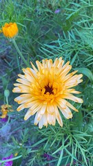 yellow flower in the garden