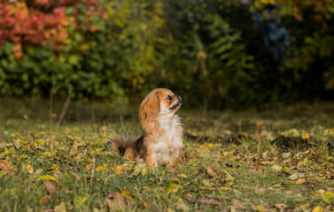 Tibetan spaniel breed. Young dog of golden light color. Pets lifestyle 