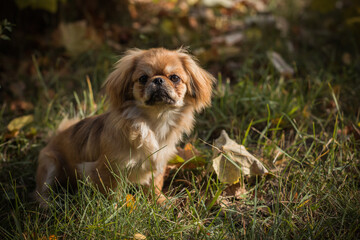 Tibetan spaniel breed. Young dog of golden light color. Pets lifestyle 