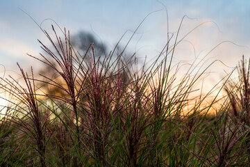 Detail of ornamental grass against the setting colorful sky. Chinese Miscanthus. Miscanthus sinensis