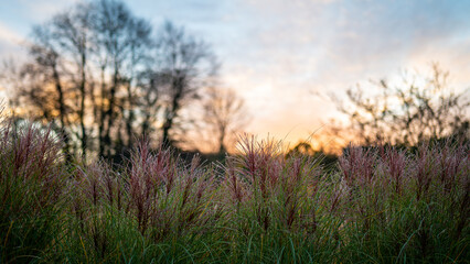 Detail of ornamental grass against the setting colorful sky. Chinese Miscanthus. Miscanthus sinensis