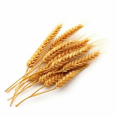Photo ripe ears of wheat isolated on white background