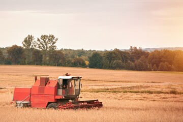 Fototapeta premium Harvesting wheat. Combine harvester at work. Agricultural industrial scene in a farmland.