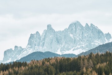 Pine trees and a snowy valley in front of the majestic Dolomites peaks in the Italian Alps....