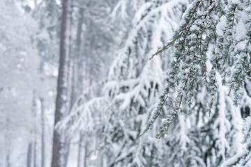 Fototapeta na wymiar Snow covered trees in winter.