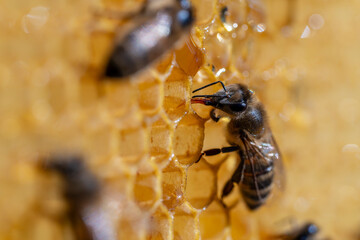 Working bees on honeycomb, closeup. Colony of bees in apiary. Beekeeping in countryside. Macro shot with in a hive in a honeycomb, wax cells with honey and pollen. Honey in combs