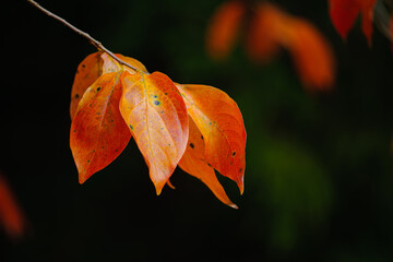 柿の葉の紅葉