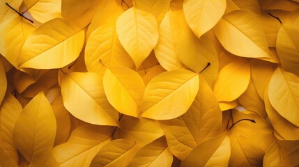 nature yellow october environment close illustration leaf autumn, leaves color, colorful natural nature yellow october environment close