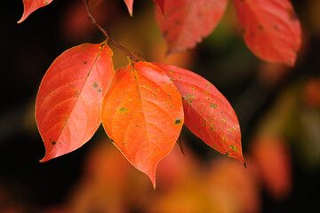 柿の葉の紅葉
