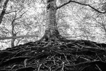 Entwined roots of a big tree with high trunk in a forest. White light on the background. Monochromatic.