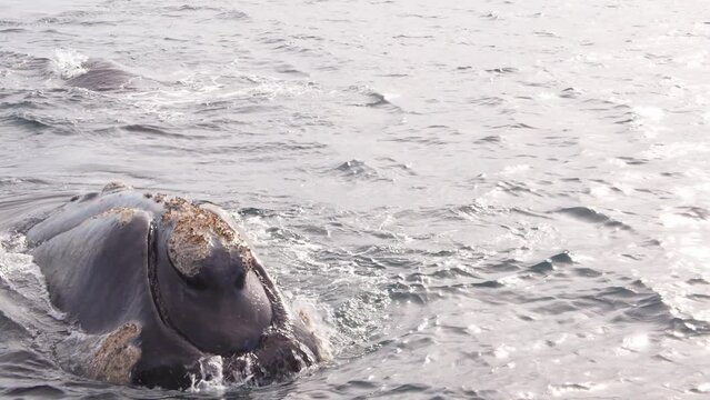Giant Head of a Southern Right whale surfaces spurting out water and texture of its mouth and skin visible along with barnacles growing on its face