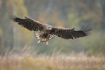 Birds of prey - white-tailed eagle in flight (Haliaeetus albicilla)