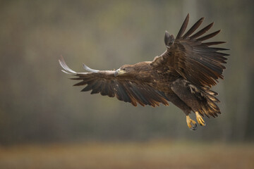 Birds of prey - white-tailed eagle in flight (Haliaeetus albicilla)