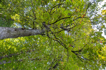 Horse-chestnut or conker tree