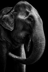 Black & White Elephant