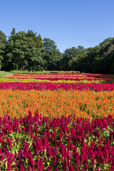 Obraz premium Beautiful celosia field in the forest.