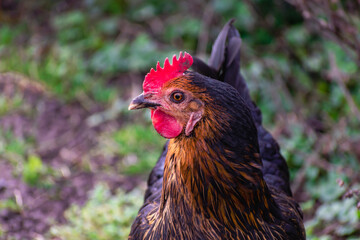 Close up on a cute black and brown bicolor chicken