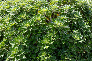Chrysanthemum pacificum leaves.