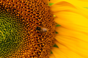 Bee collecting pollen on sunflower, bombus, helianthus annuus