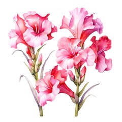 watercolor gladiolus flowers illustration on a white background. - obrazy, fototapety, plakaty