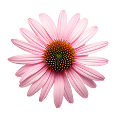 Coneflower isolated on transparent background