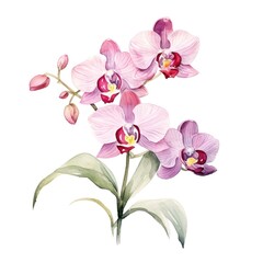watercolor orchid flowers illustration on a white background.
