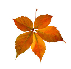 Isolated leaf of parthenocissus 
quinquefolia