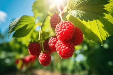 raspberry grow in the orchard garden in sunny day.