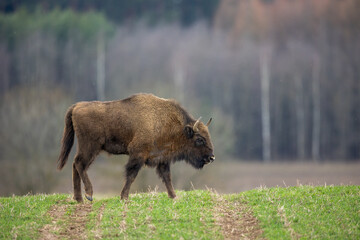 European bison - Bison bonasus in the Knyszyn Forest