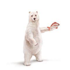 un ours polaire qui tiens un poisson  dorade rouge  dans la main