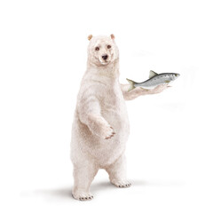un ours polaire qui tiens un poisson  alose  dans la main - obrazy, fototapety, plakaty
