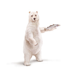 un ours polaire qui tiens un poisson  merlan  dans la main