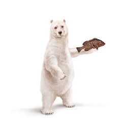 un ours polaire qui tiens un poisson  mérou  dans la main
