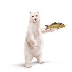Obraz premium un ours polaire qui tiens un poisson carpe dans la main