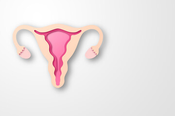 Paper craft of the woman uterus on white background. Cross section of woman uterus for women's health care concept.