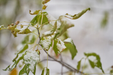 Tree branches with green leaves covered in first snow.