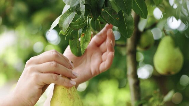 Woman hand harvests ripe pears from a tree in the garden on a Sunny summer day, slow motion, close up, organic and non GMO fruit. Woman picks pear fruit. Female hand picks ripe pear