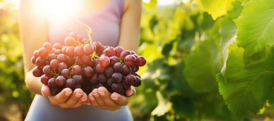 Ripe grapes in woman hands on the green garden background - obrazy, fototapety, plakaty